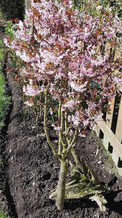 Prunus kurilensis — houseplant care guide