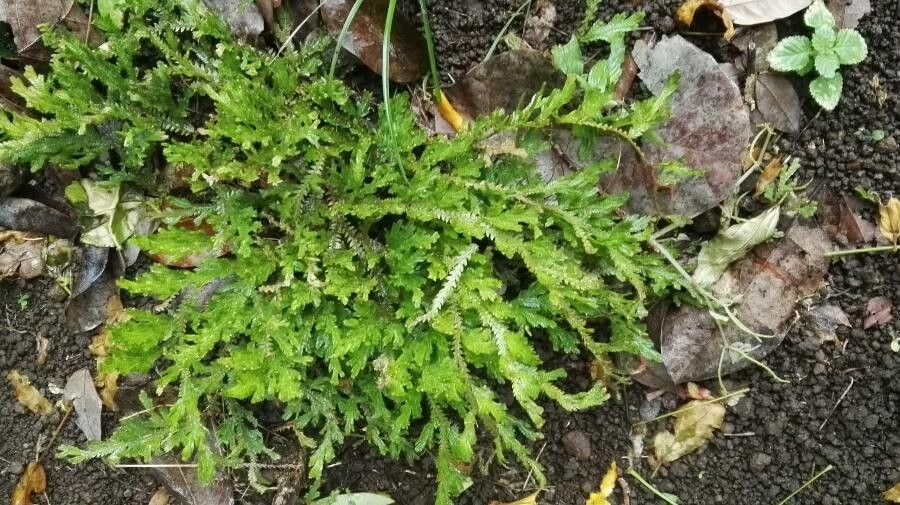 Selaginella stenophylla — search result for 'Selaginella'