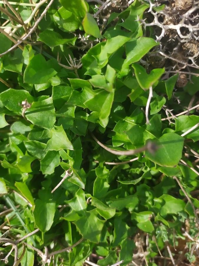 Hyoseris taurina — houseplant care guide