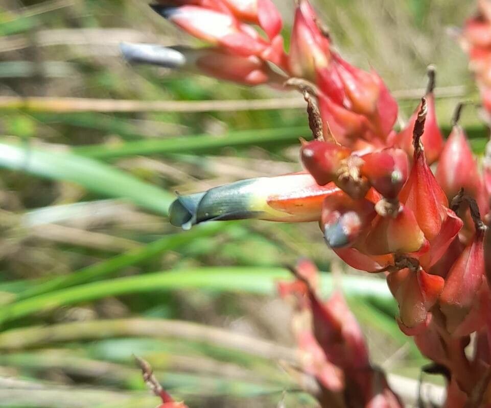 Puya lilloi flower