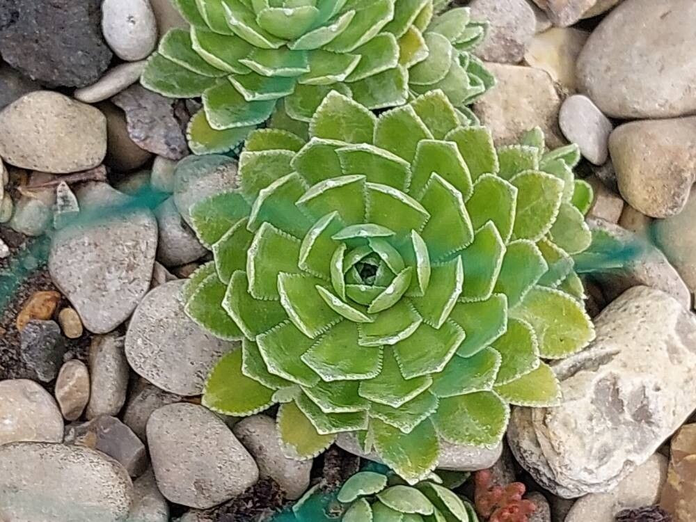 Saxifraga × gaudinii — search result for 'Saxifraga'