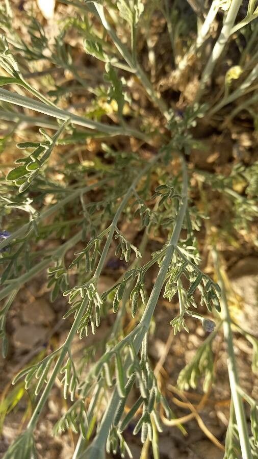 Teucrium orientale leaf