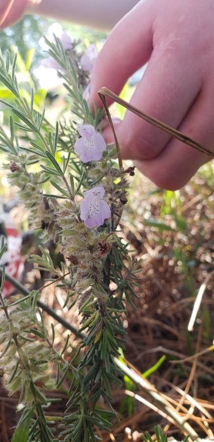 Conradina canescens — related species from the same genus