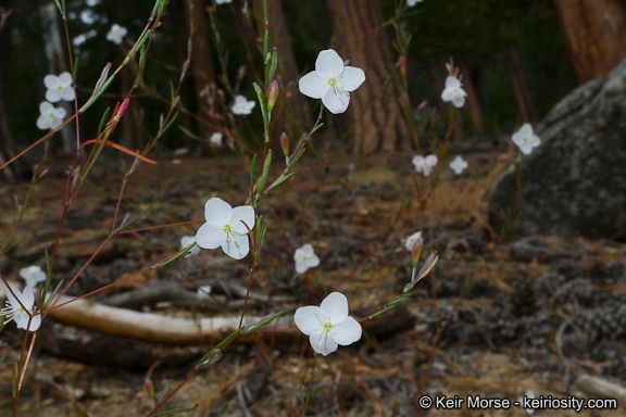 Gayophytum eriospermum habit