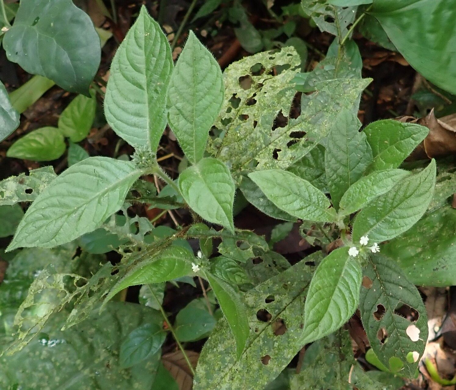 Psychotria rubripilis habit