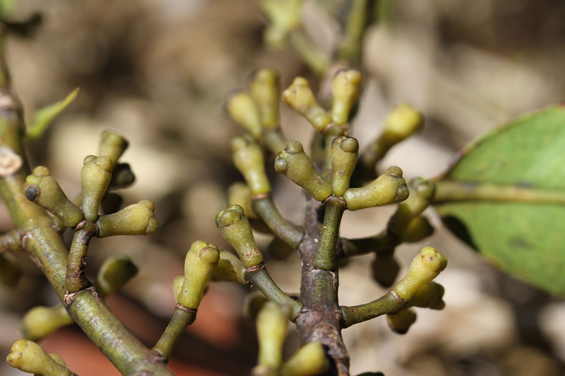 Metrosideros tardiflora fruit