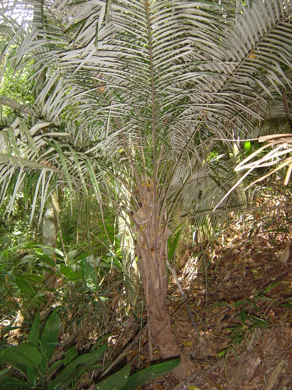 Syagrus hoehnei habit