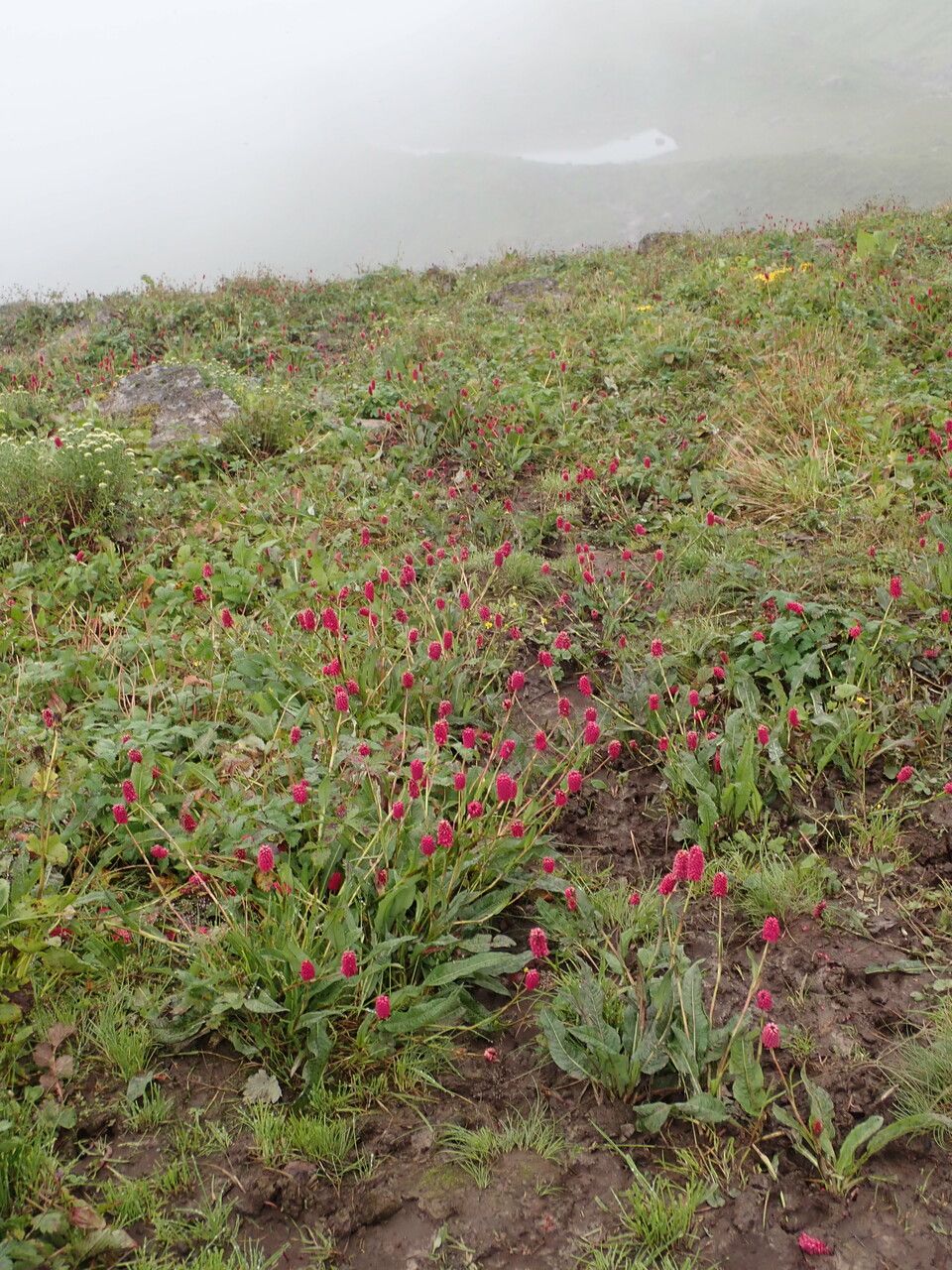 Bistorta milletii other