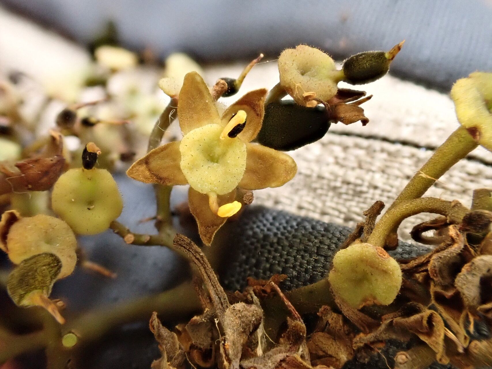 Dialium zenkeri flower