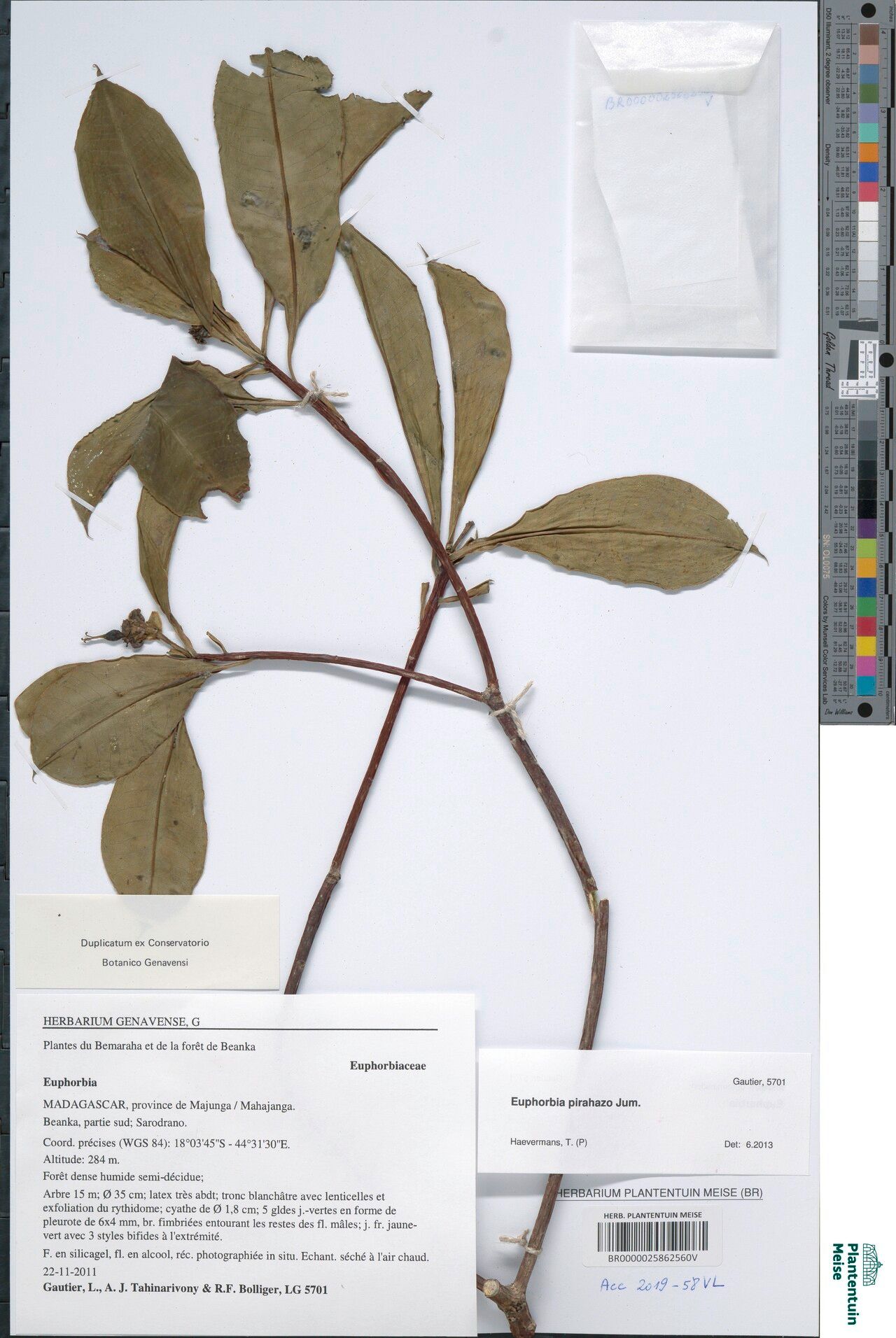 Euphorbia elastica — houseplant care guide