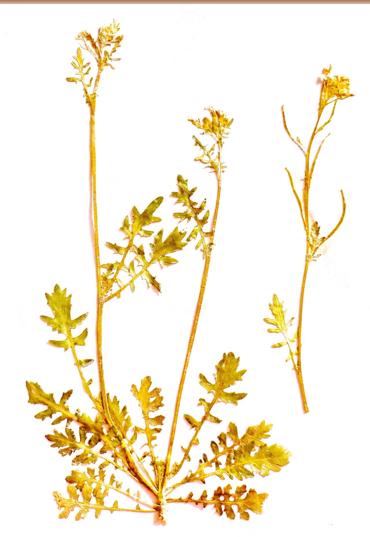 Erucastrum gallicum leaf