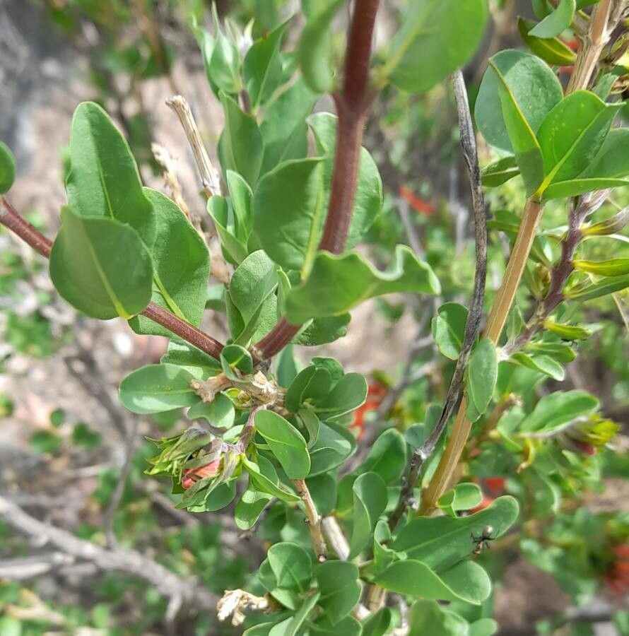 Justicia xylosteoides leaf
