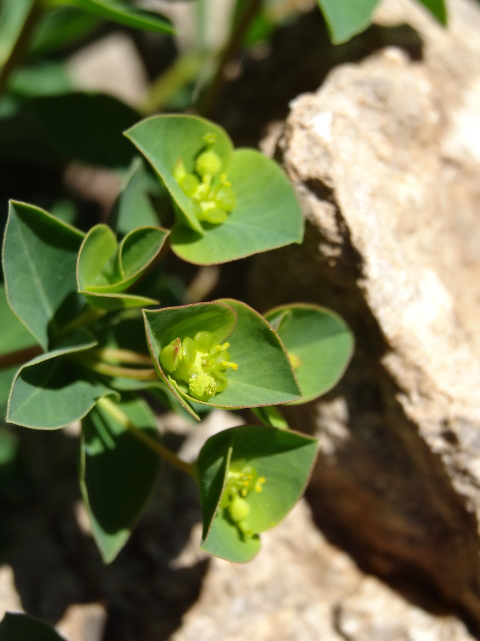 Euphorbia duvalii flower