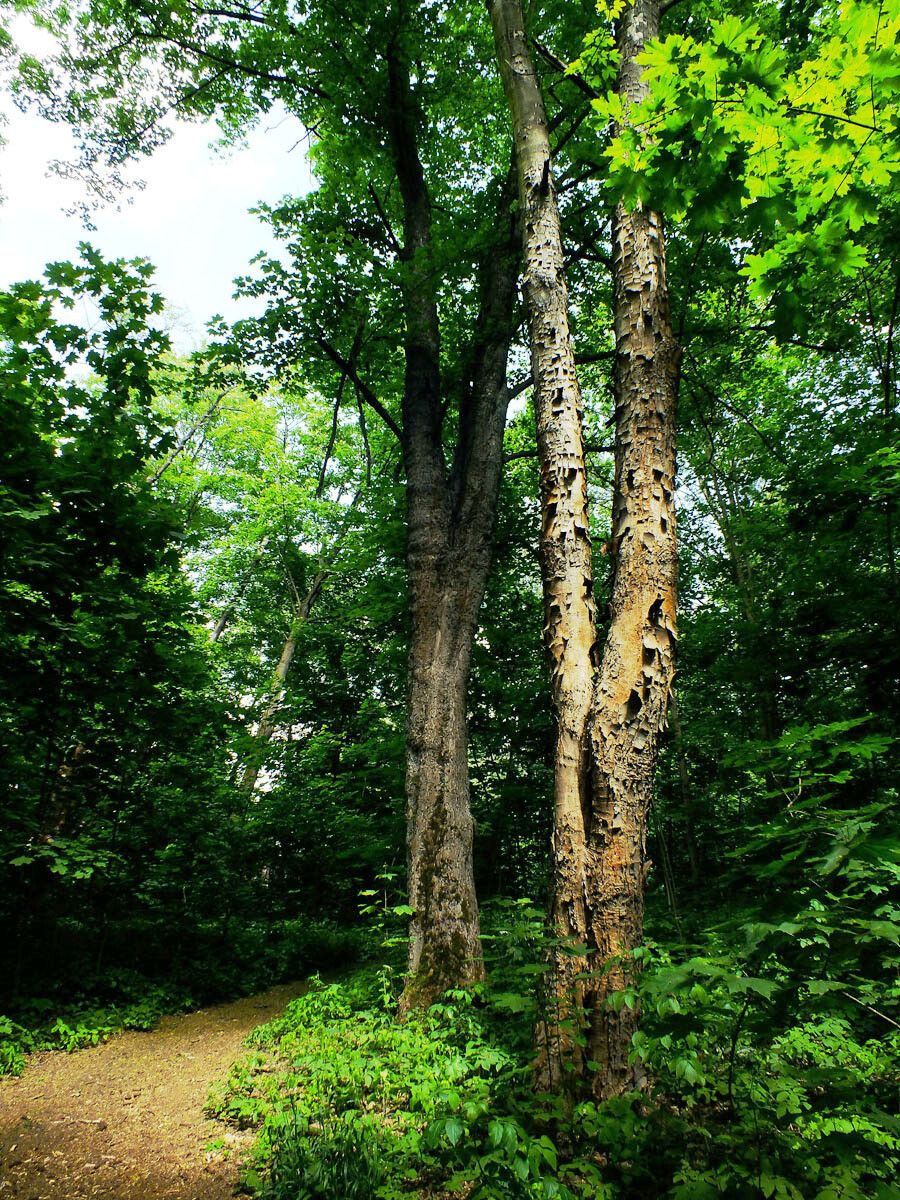 Piptadenia gonoacantha bark