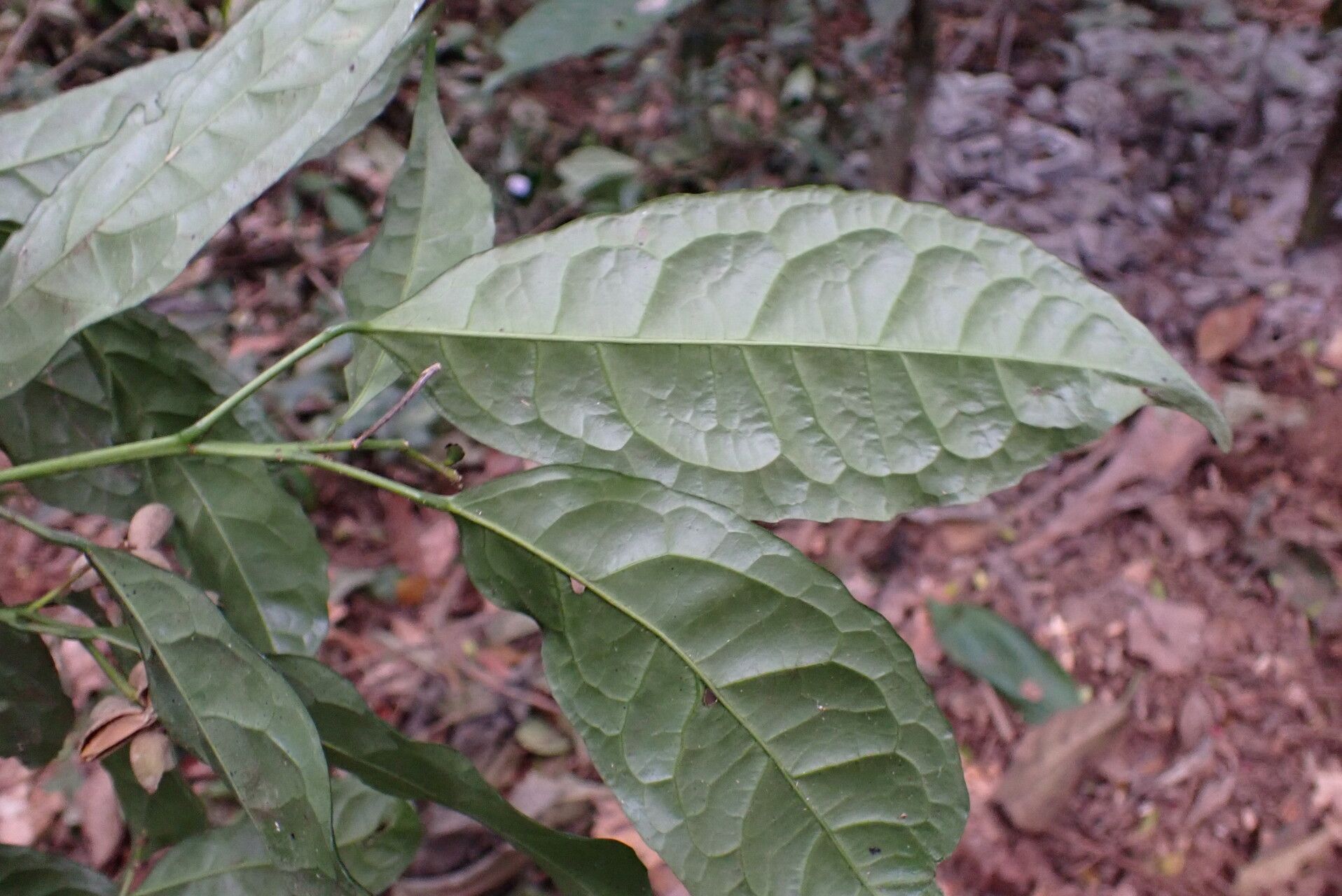 Rinorea cerasifolia leaf