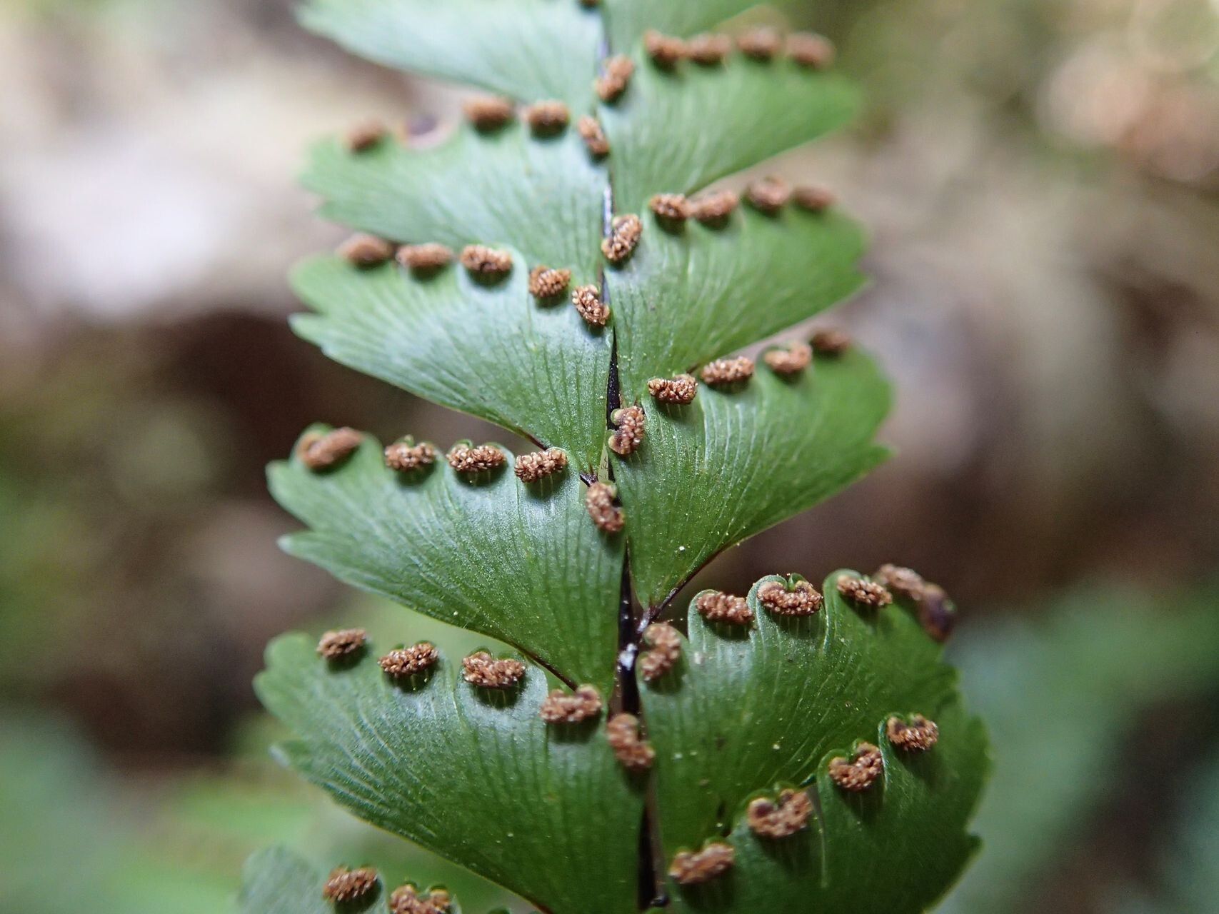 Adiantum novae-caledoniae — houseplant care guide