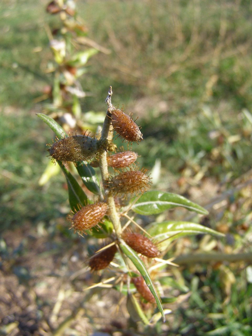 Xanthium spinosum fruit