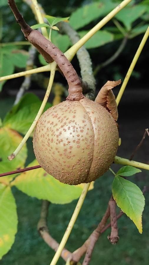 Aesculus turbinata fruit