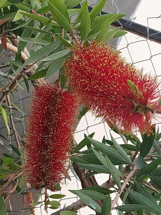 Callistemon polandii — search result for 'Melaleuca'
