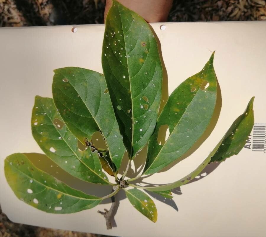 Cordia gerascanthus — search result for 'Cordia'