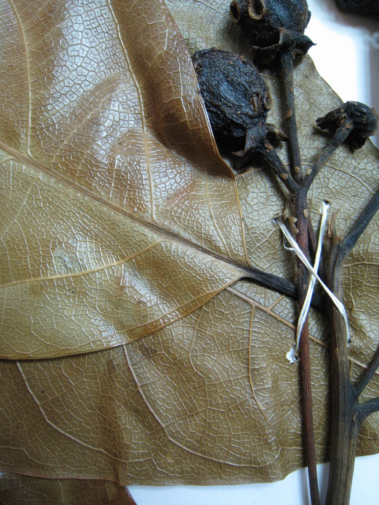 Ocotea cymbarum — search result for 'Sassafras'