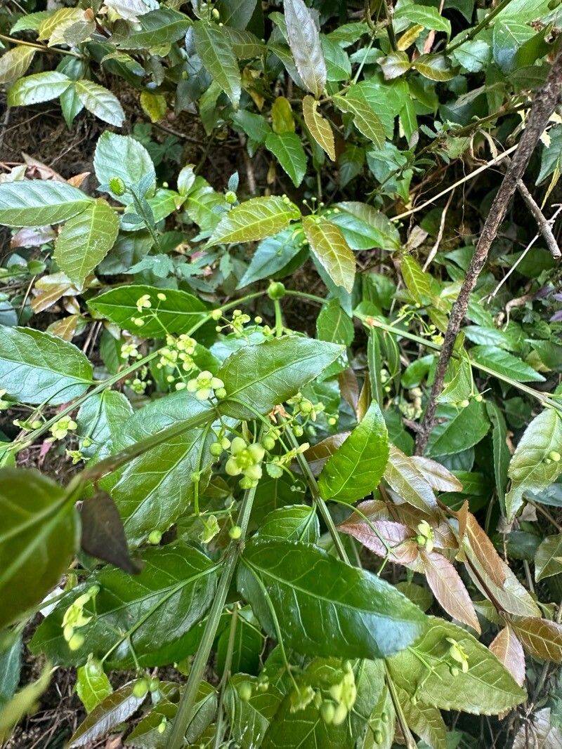 Euonymus echinatus flower
