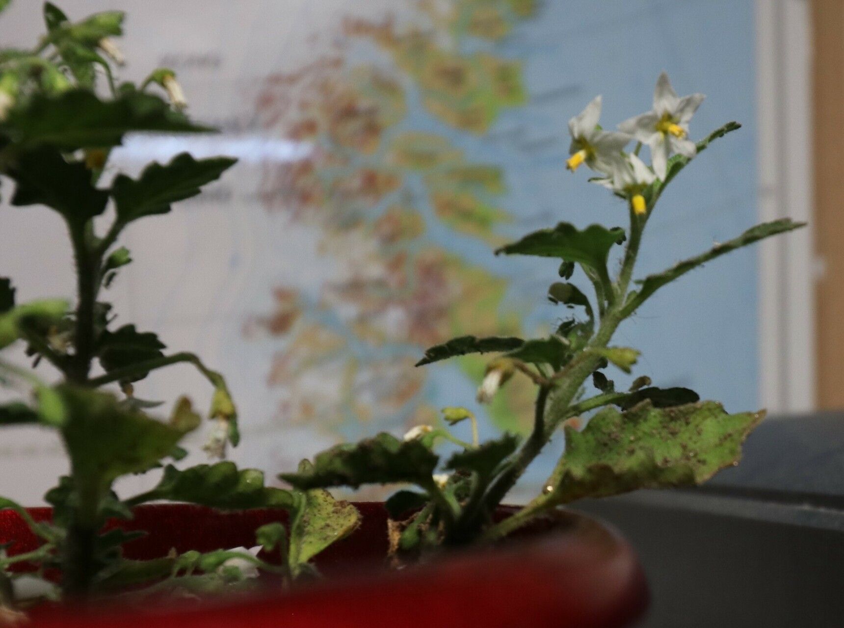 Solanum × procurrens flower