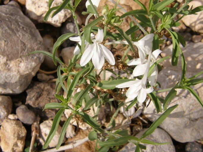 Justicia longii flower