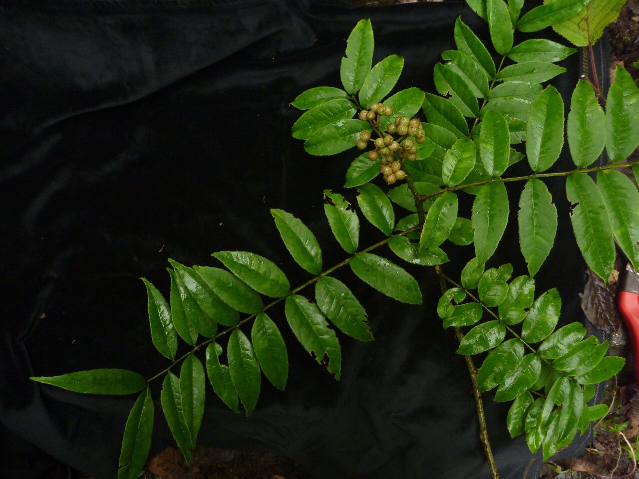 Zanthoxylum oxyphyllum habit