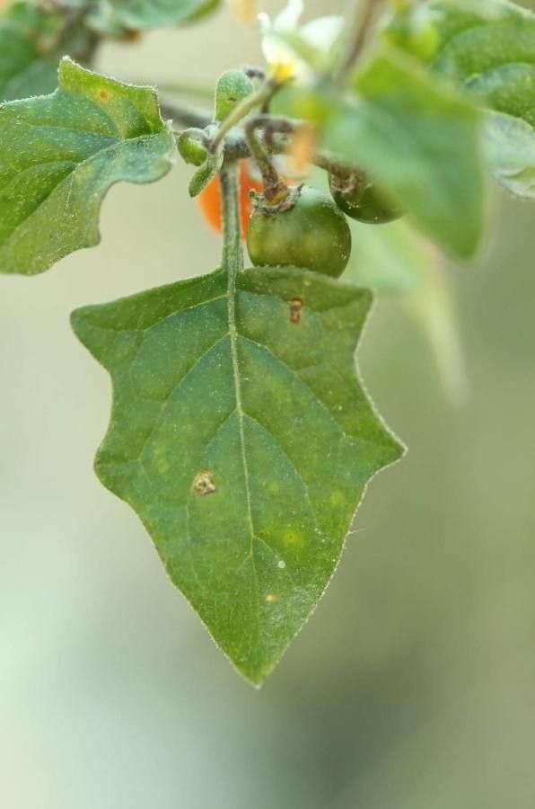 Solanum luteum leaf