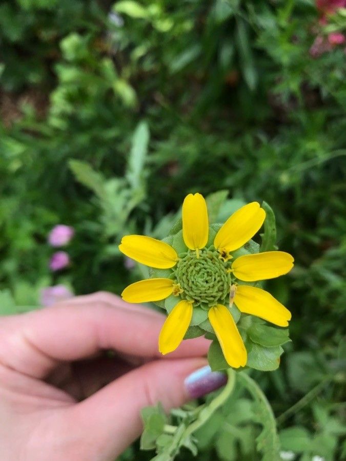 Berlandiera subacaulis — search result for 'Berlandiera'