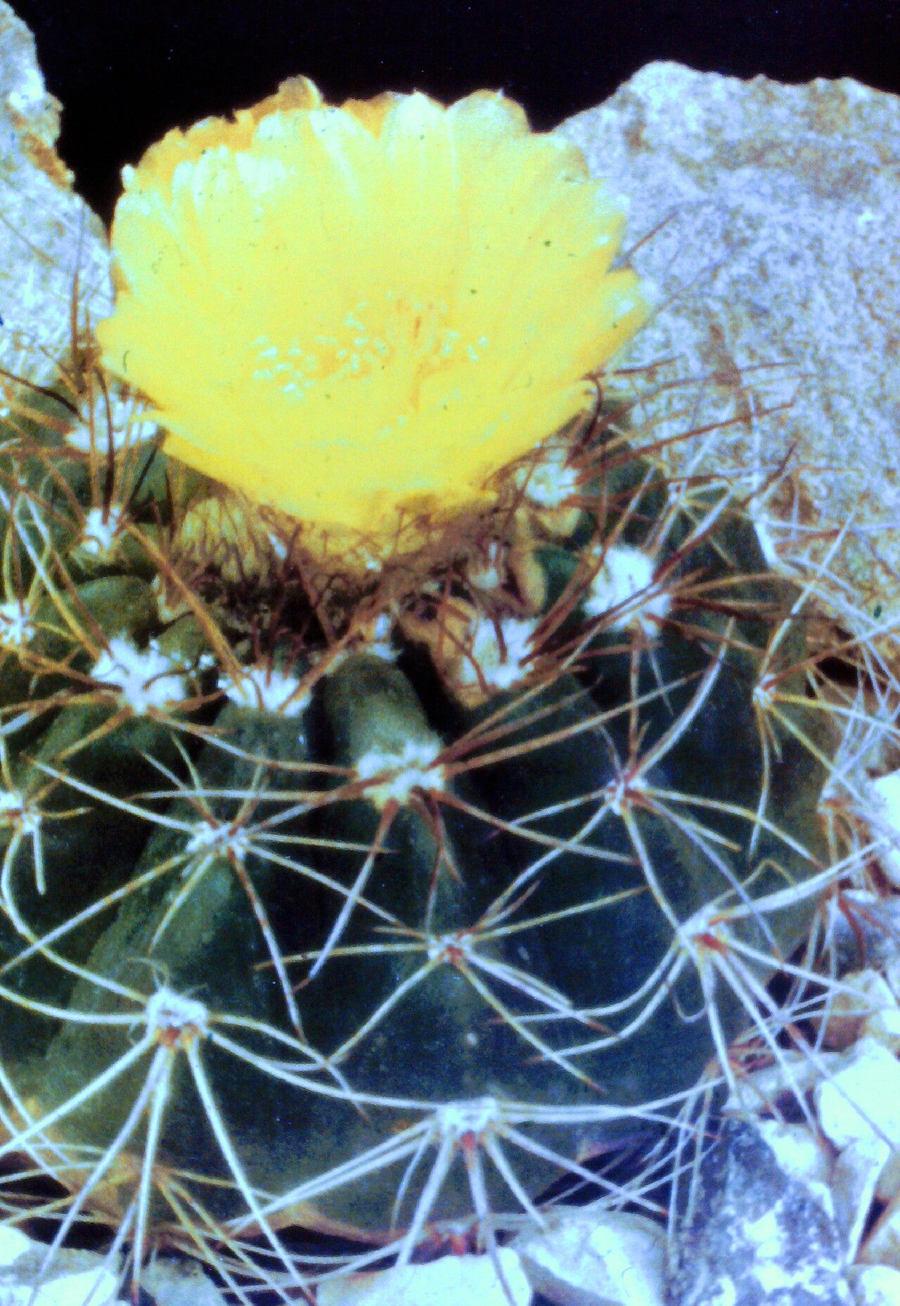 Parodia linkii — search result for 'Parodia'