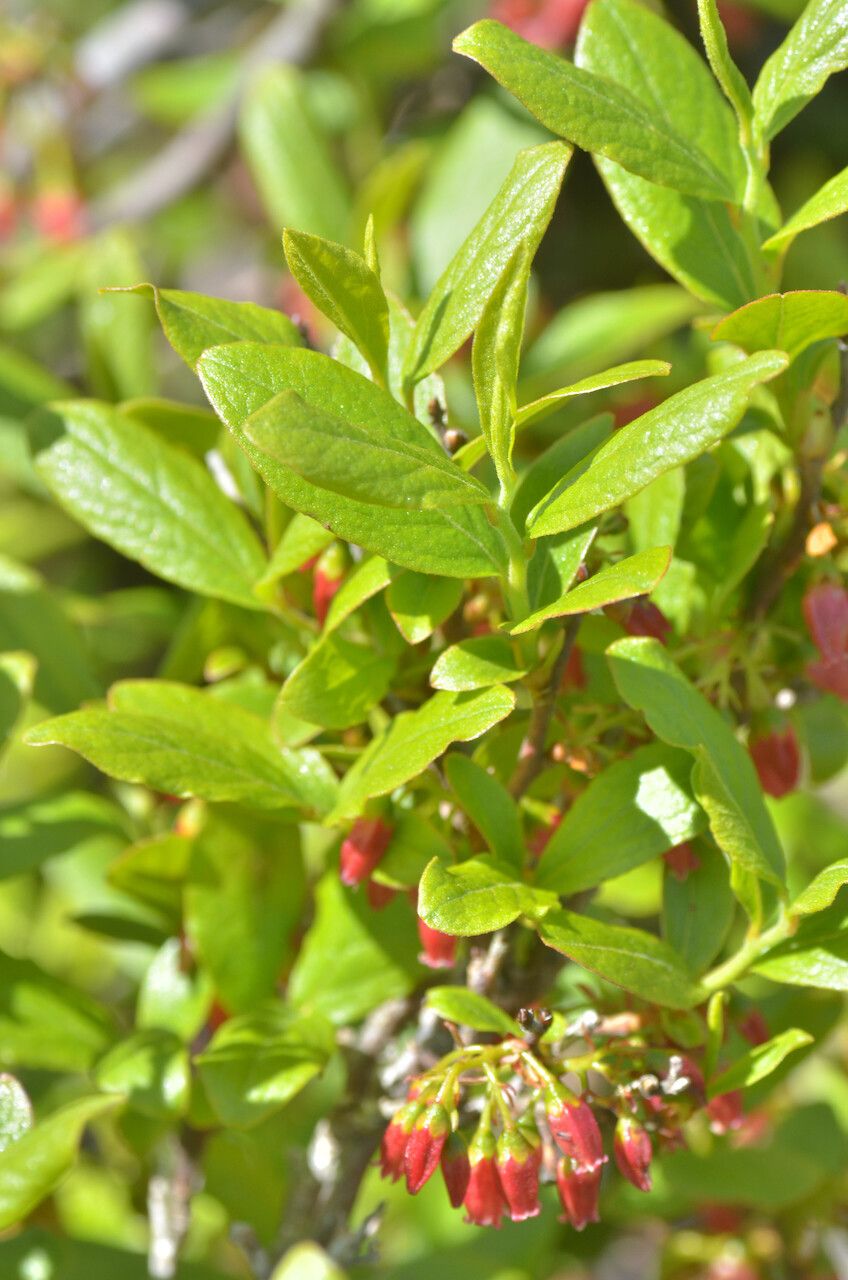 Gaylussacia baccata — search result for 'Ericaceae'