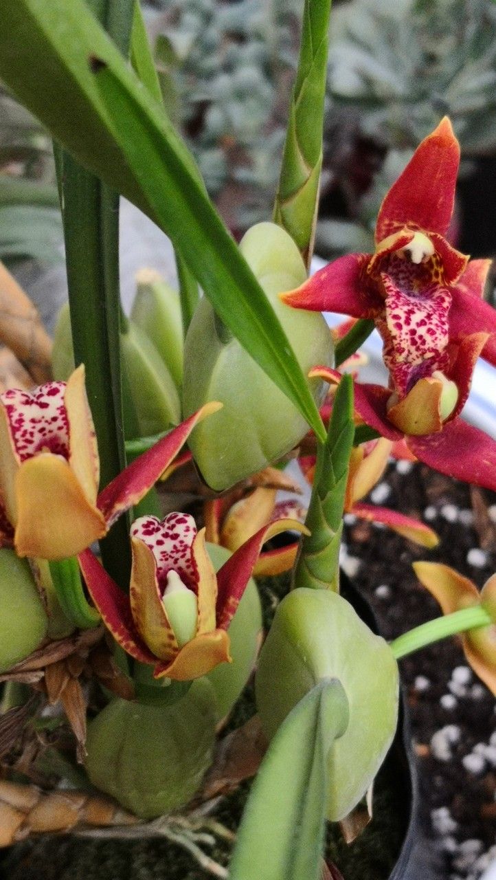Cymbidium sinense other