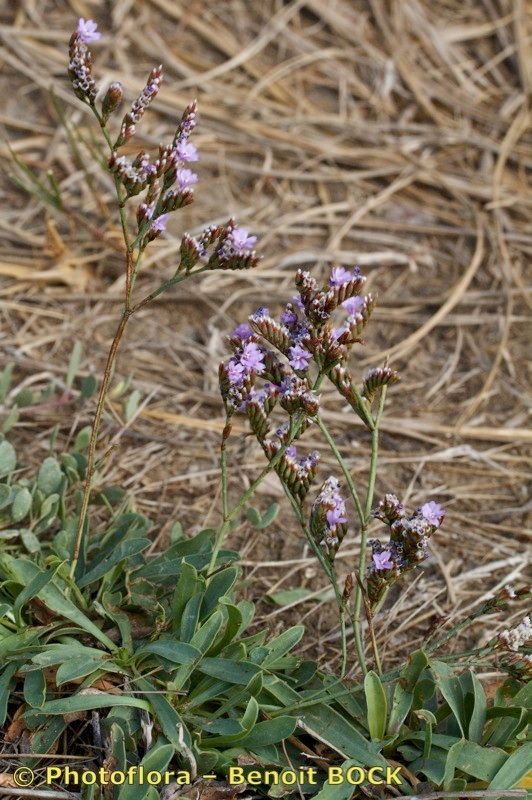 Limonium glomeratum habit