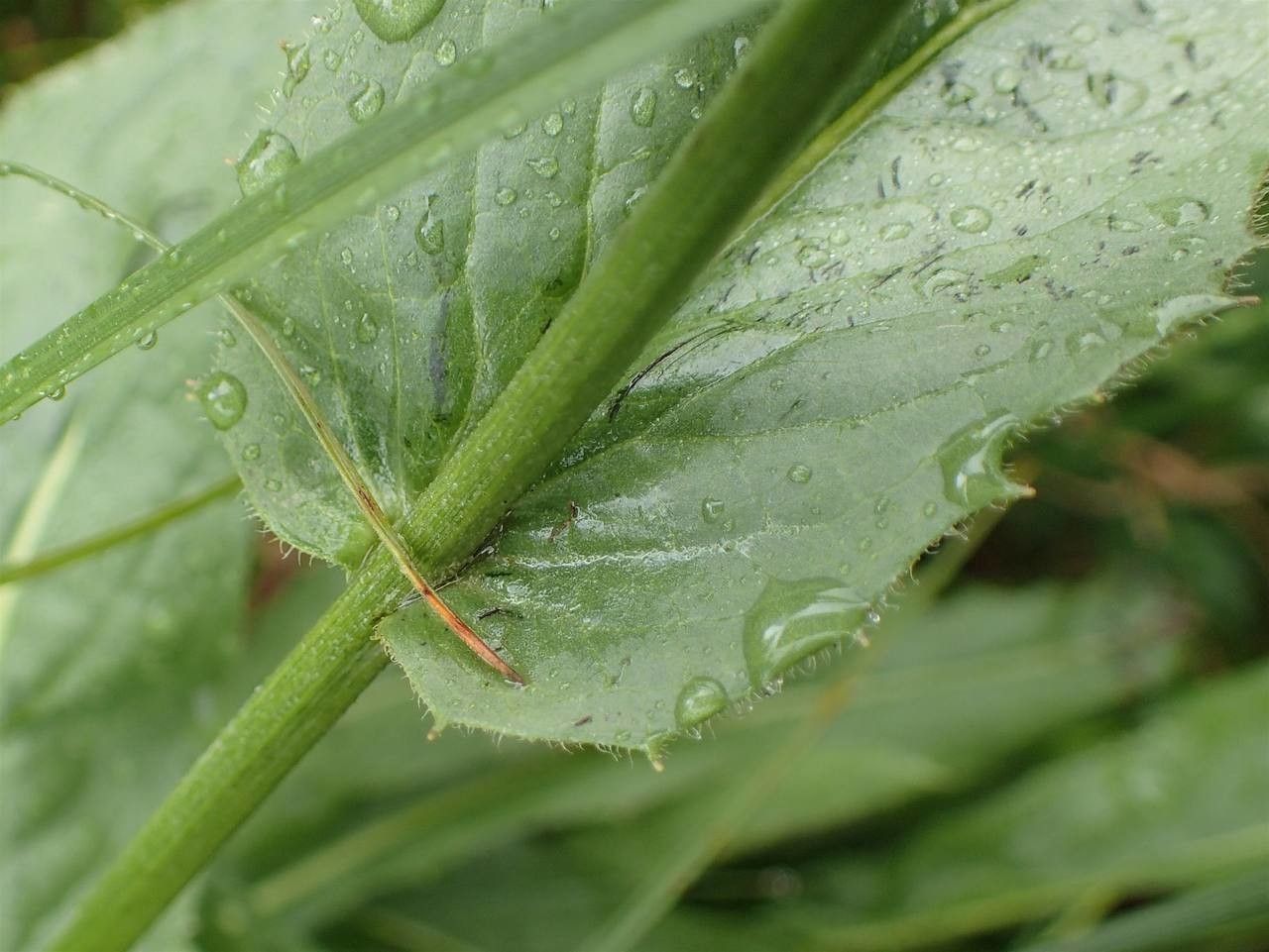 Crepis pontana bark