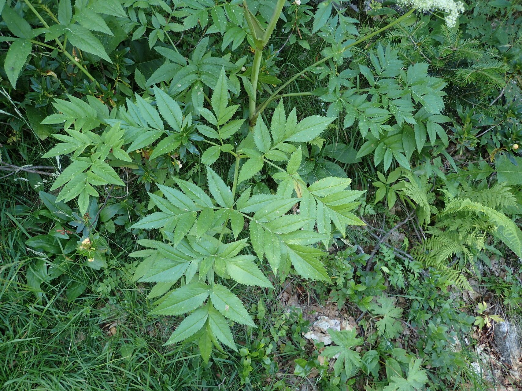 Angelica razulii — search result for 'Angelica'