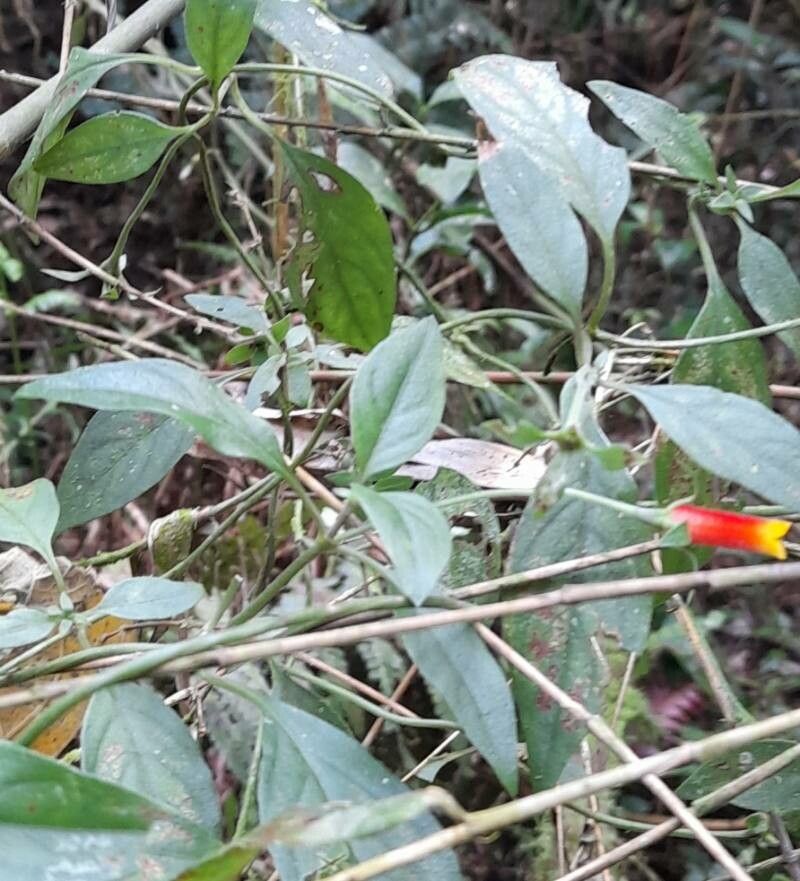 Manettia paraguariensis habit