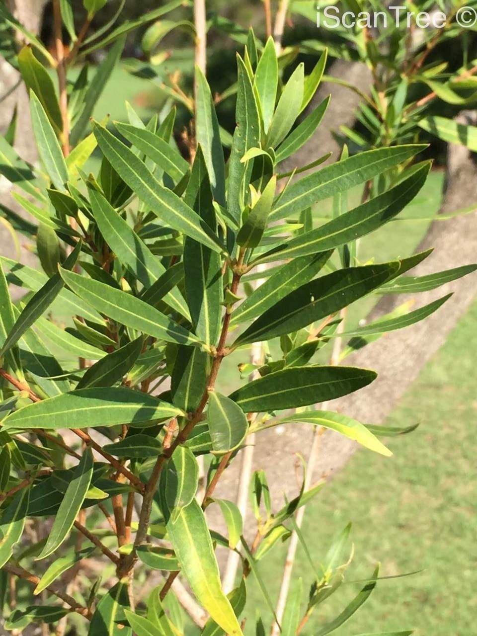 Metrosideros angustifolia leaf