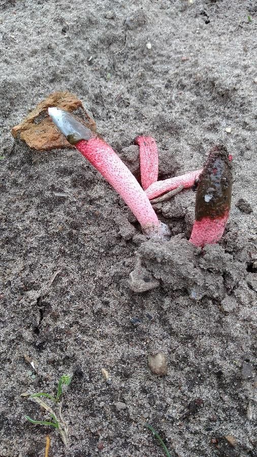 Cynomorium coccineum fruit