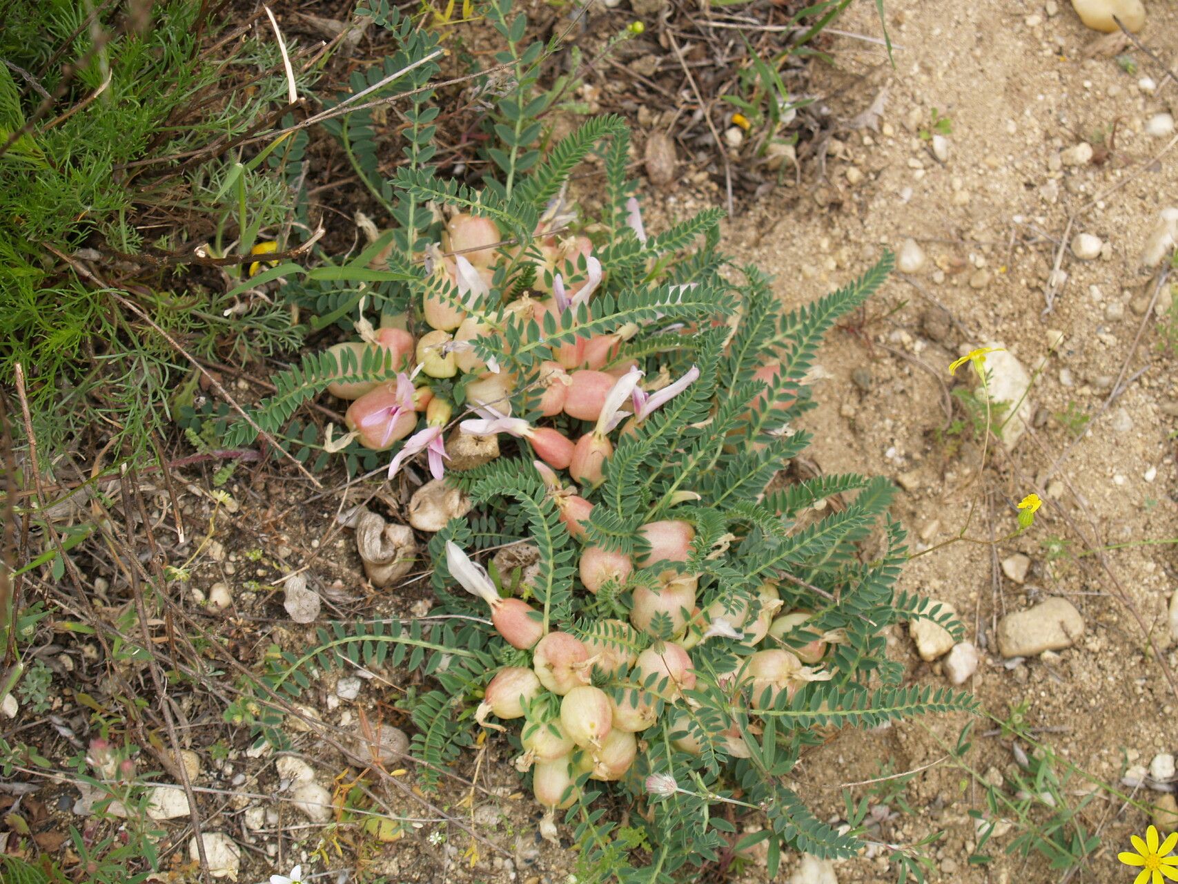 Astragalus physocalyx habit