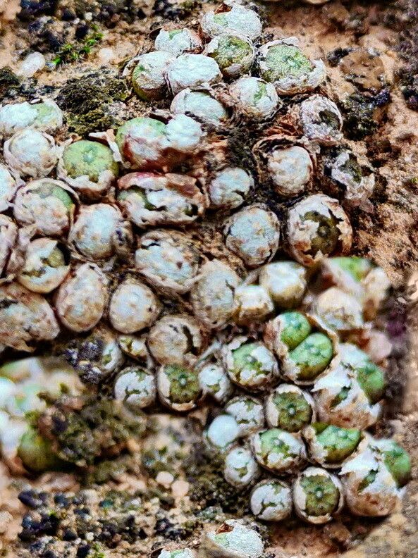 Conophytum minusculum — houseplant care guide