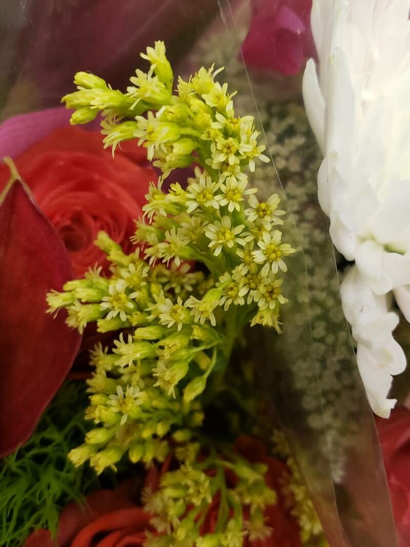 Sempervivum globiferum flower