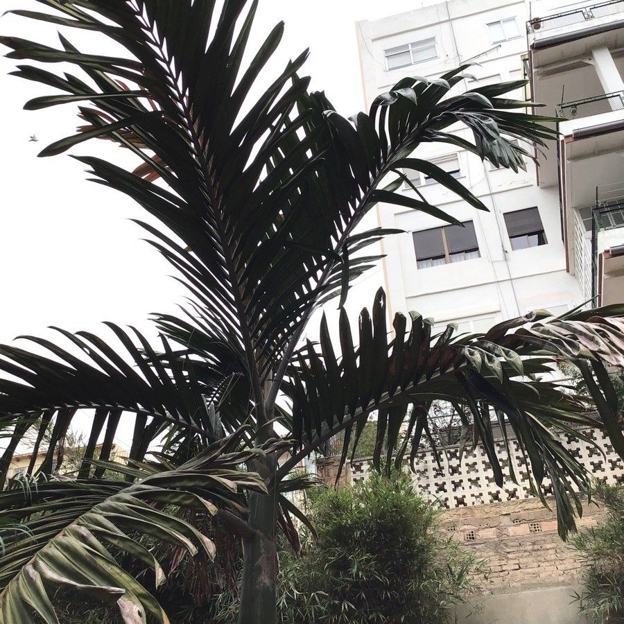 Chambeyronia macrocarpa leaf