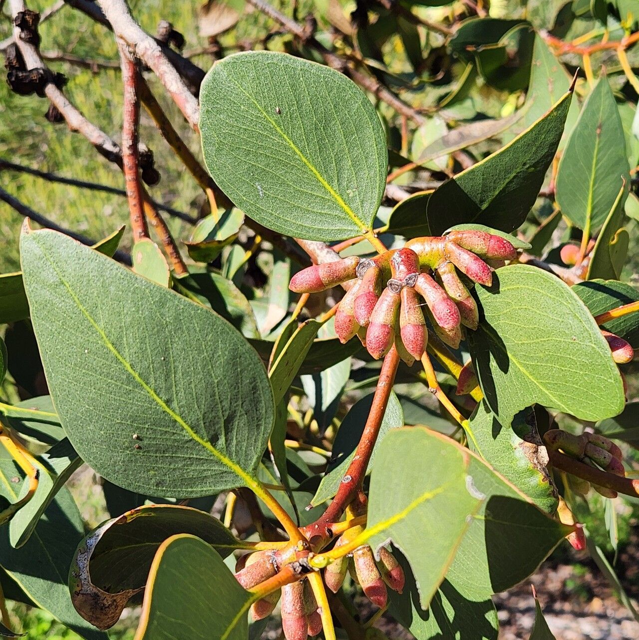 Eucalyptus grossa — houseplant care guide