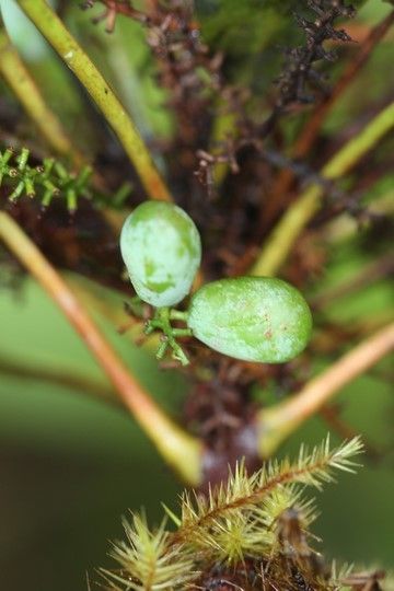 Beauprea crassifolia fruit