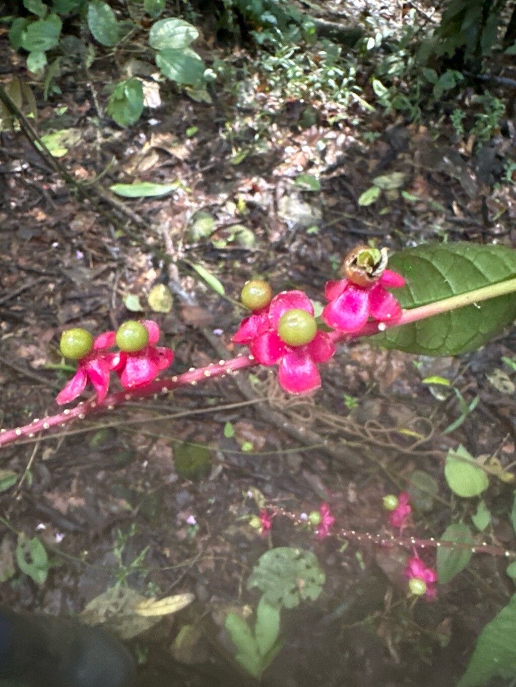 Trichostigma polyandrum — related species from the same genus