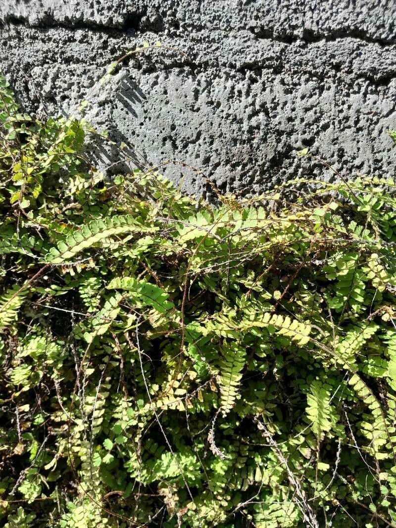 Adiantum incisum — search result for 'Adiantum'