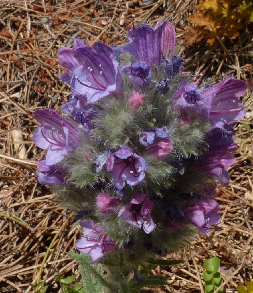 Echium albicans habit