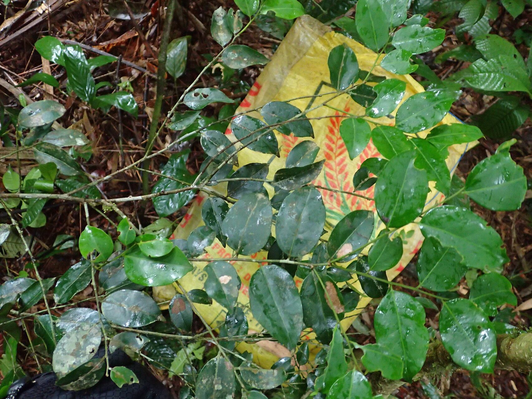 Drypetes klainei — houseplant care guide